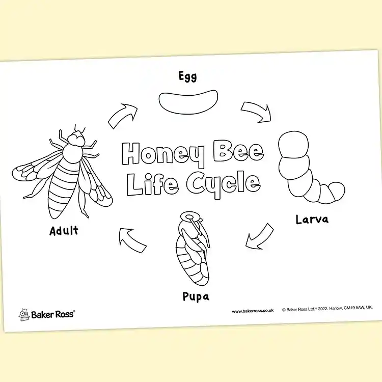 Honeybee Life Cycle craft activity