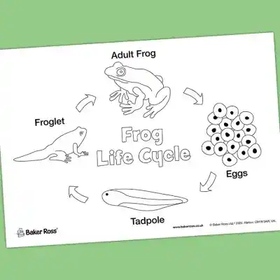 Frog Life Cycle craft activity