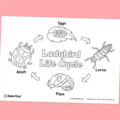 Ladybird Life Cycle craft activity