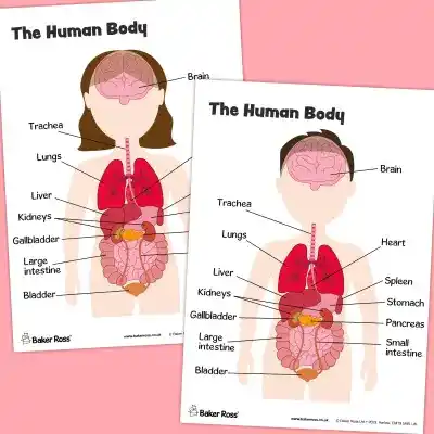 The Human Body Organs Diagram craft activity